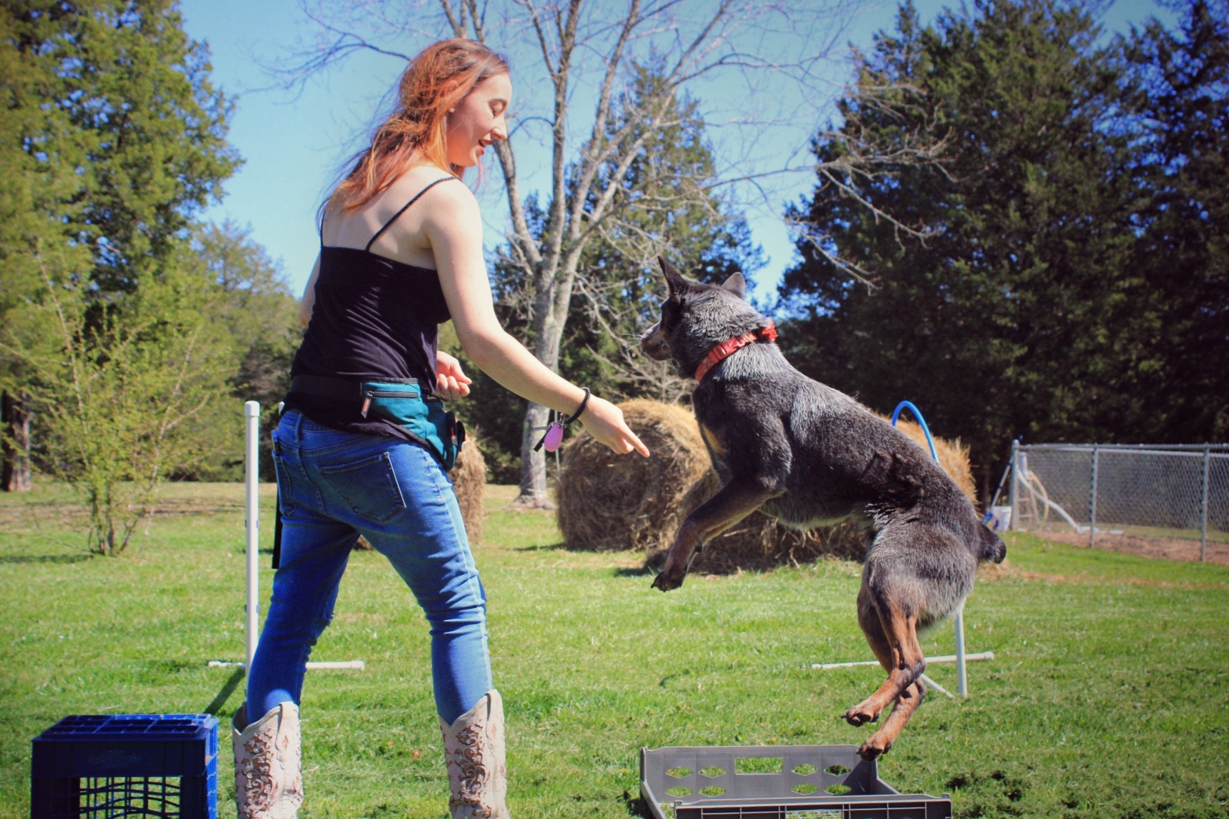 Boarding dogs running freely across the open meadow pasture in Englewood
