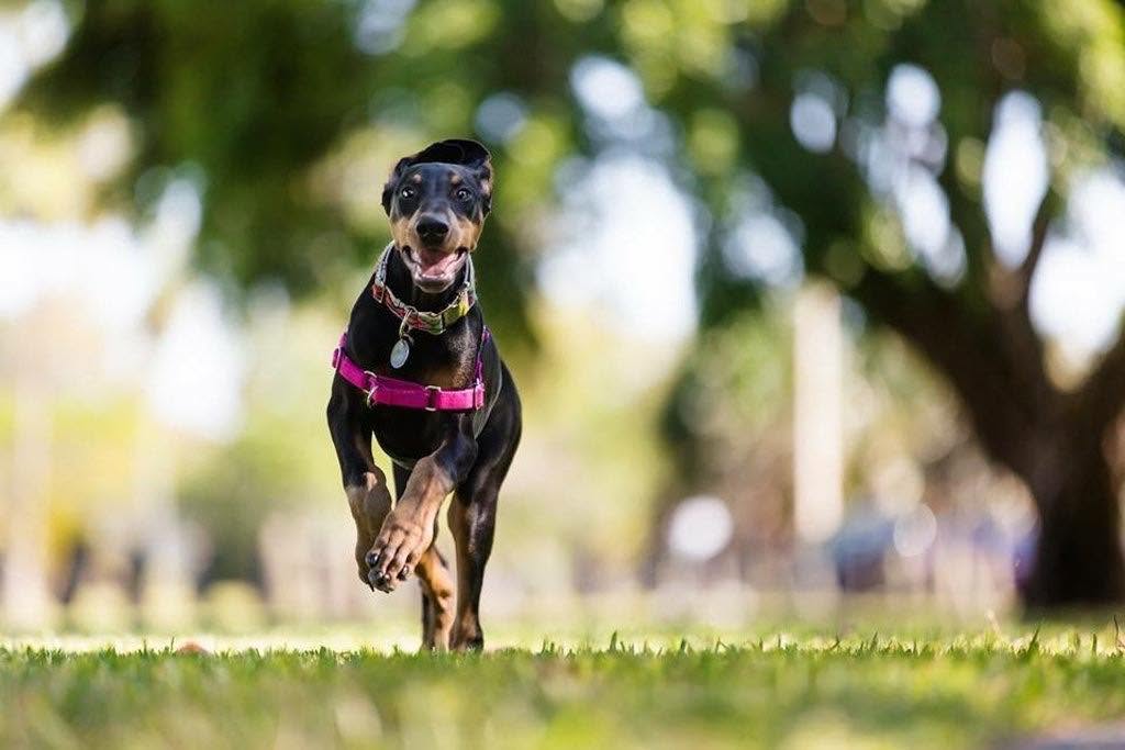 Structured canine socialization and exercises near farm paddocks