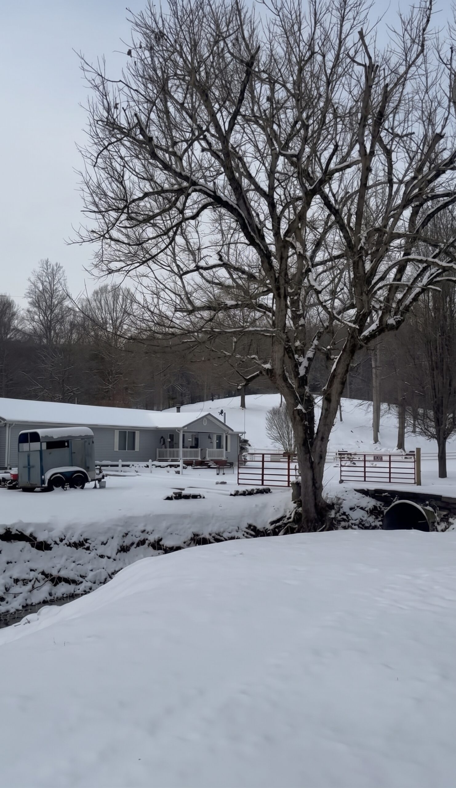 Pastoral farm view with white post-and-rail fence, blooming crape myrtle tree, and a barn with a red roof and white star