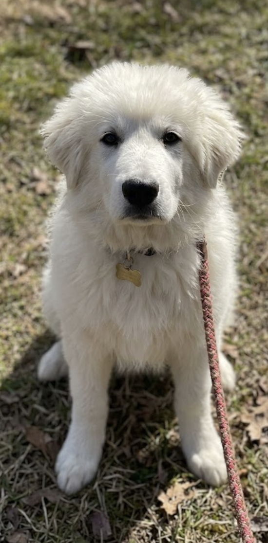 Client and trained dog placeholder
