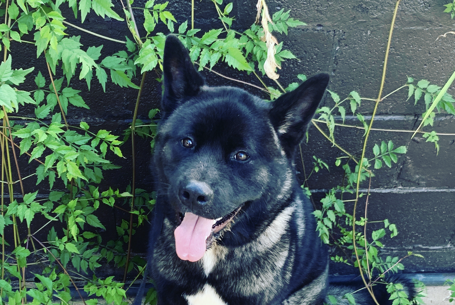 High Caliber K9s farm grounds and training facility in Englewood, TN